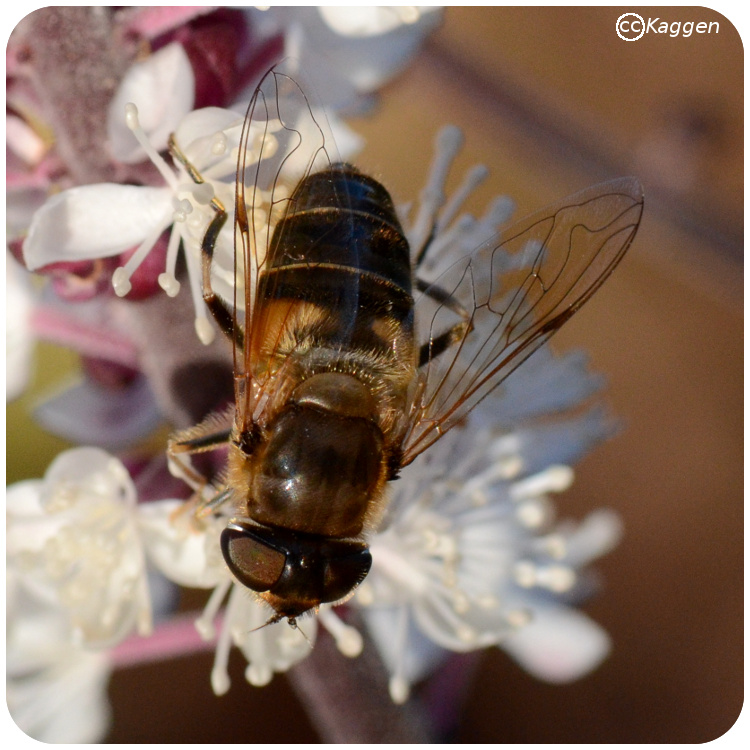 Gulfotad slamfluga. Foto: Kaggen.