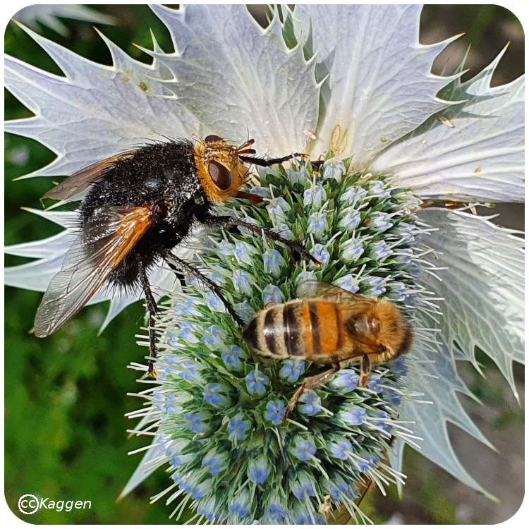 Parasitfluga (Tachina grossa). Foto: Kaggen.