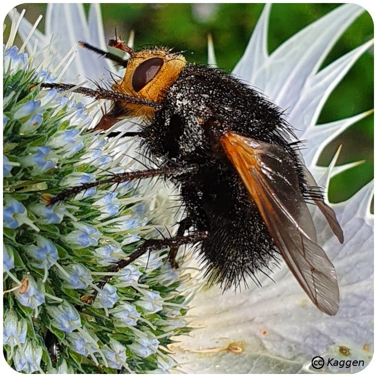 Parasitfluga (Tachina grossa). Foto: Kaggen.