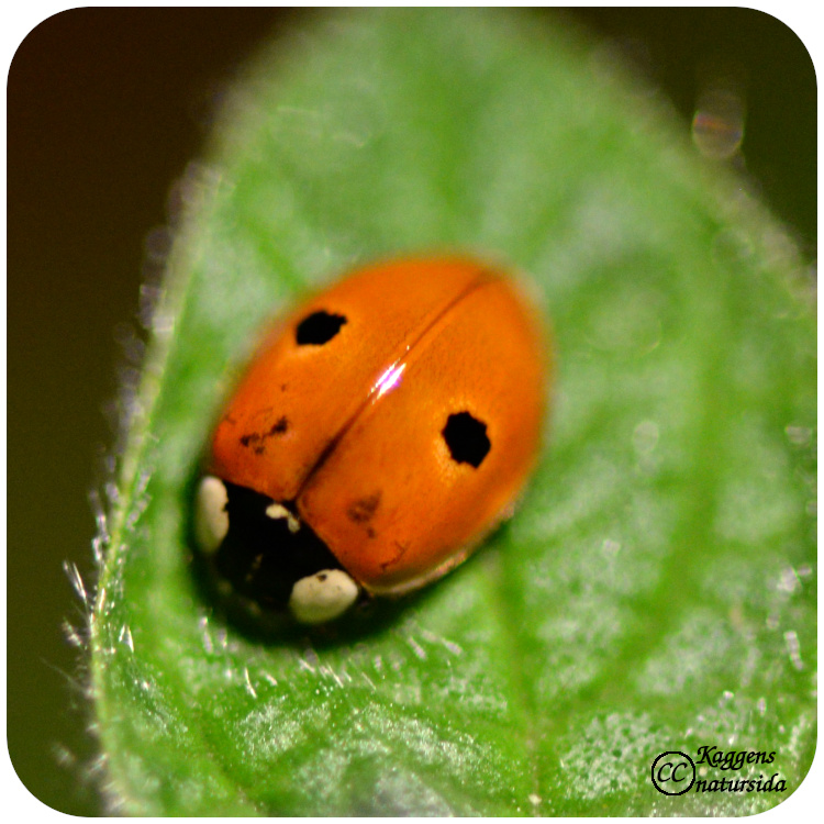 2-prickig nyckelpiga. Foto: Kaggen.