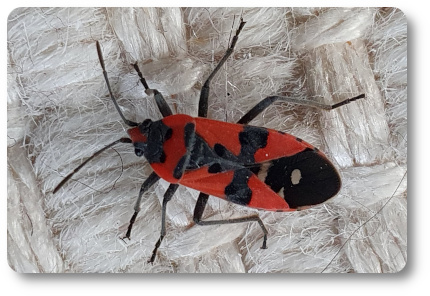 Riddarskinnbagge. Foto: Kaggen.