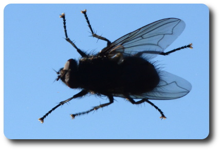 Husfluga. Foto: Kaggen.