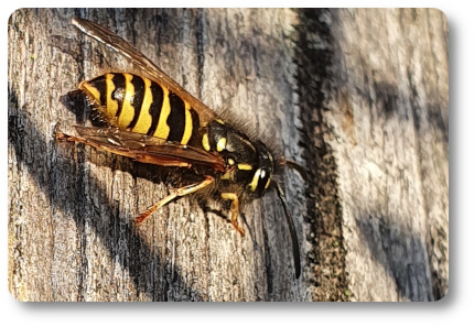 Vanlig geting. Foto: Kaggen.