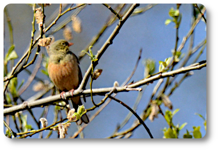 Ortolansparv. Foto: Kaggen