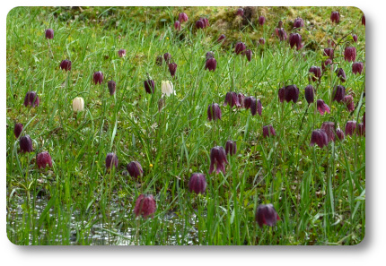 Kungsängsliljor. Foto: Kaggen