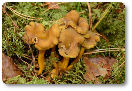 Trattkantareller. Foto: Kaggen Trattkantareller. Foto: Kaggen