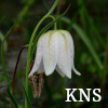 KNS-naturreservatslogotyp